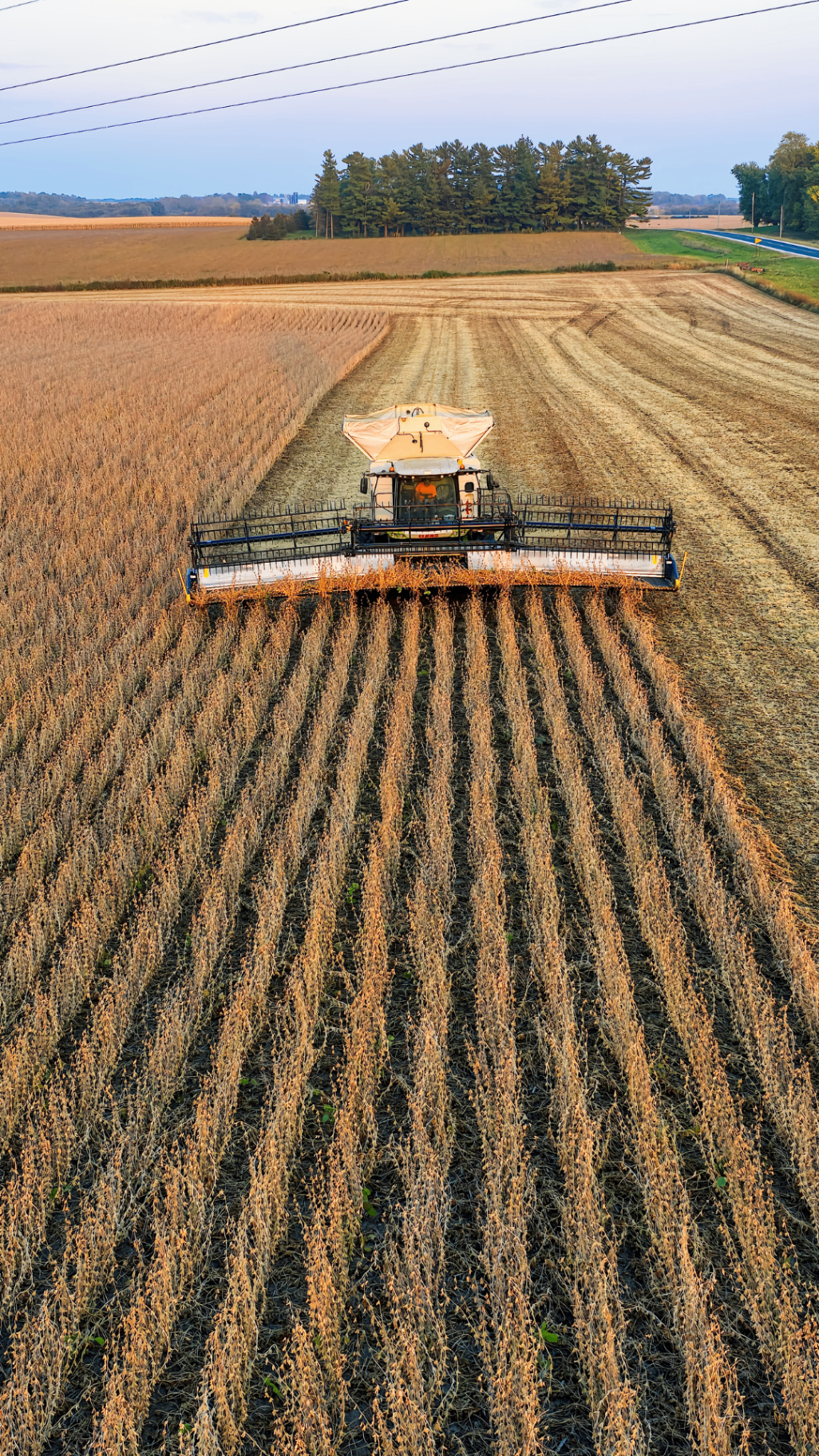 Can soybeans make beef more profitable?