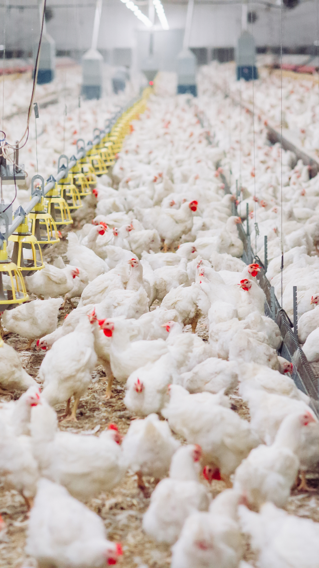 Ever wondered why livestock diets need extra vitamins and amino acids?